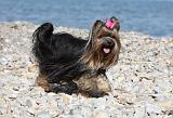 YORKSHIRE TERRIER 299
